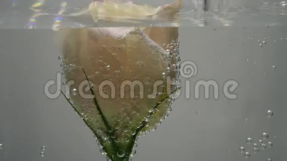 柔软的新鲜奶油色玫瑰发现在晶莹清澈的水中覆盖着气泡水被喷气机注入视频的预览图