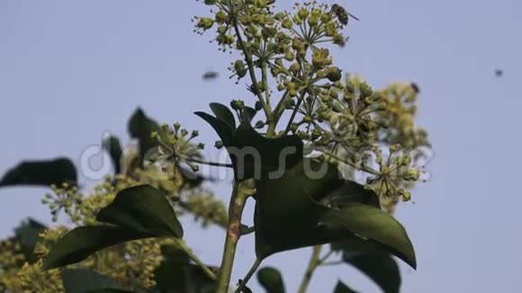 花朵上的飞虫视频的预览图