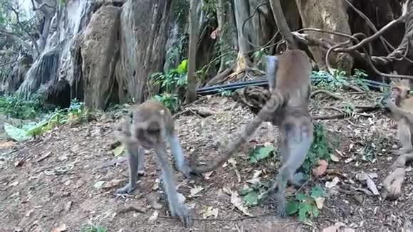猴子直接走到摄像机前试图转动它她用爪子伸手去拿相机近距离射击视频的预览图