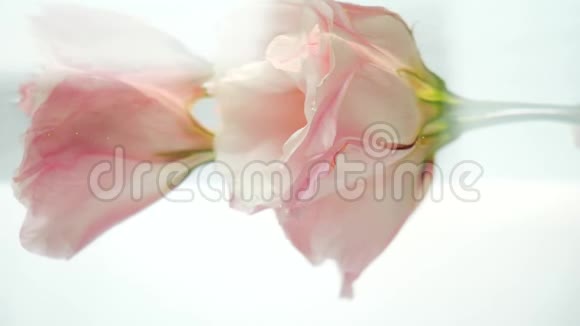 两朵美丽的粉红色玫瑰在清澈的结晶水中水在溪流中倾泻气泡落在花瓣上视频的预览图