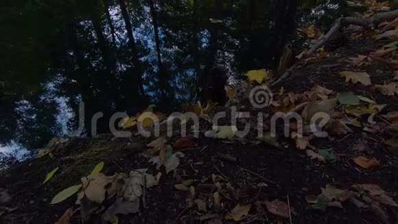 秋天湖上落叶和树木的倒影缓慢的倾斜视频的预览图