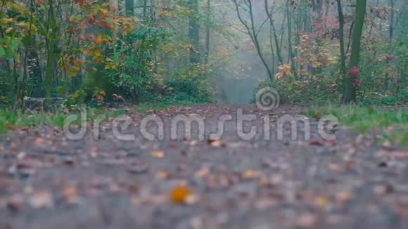 路在秋季雾城公园视频的预览图