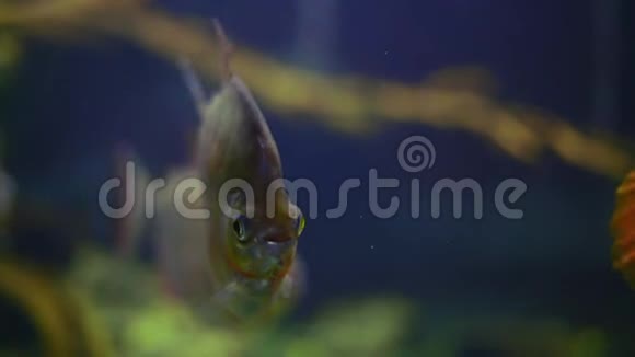 特写镜头扁平的鱼在水族馆里游泳视频的预览图