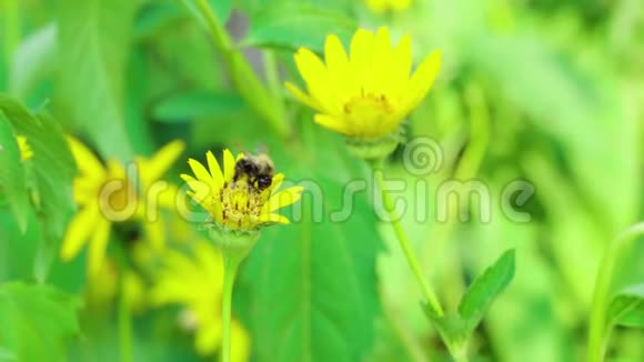 蜜蜂在黄花上采蜜视频的预览图