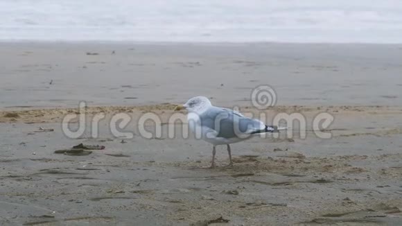 有趣的海鸥鸟在刮风的北海海岸散步慢动作视频的预览图