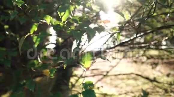 桦树的叶子在阳光下闪耀在森林里视频的预览图