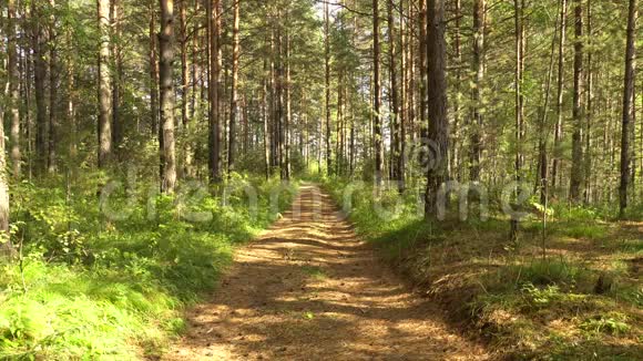 松林中的小径平静的夏日风景森林里的夏日晴天光影的游戏4K视频视频的预览图