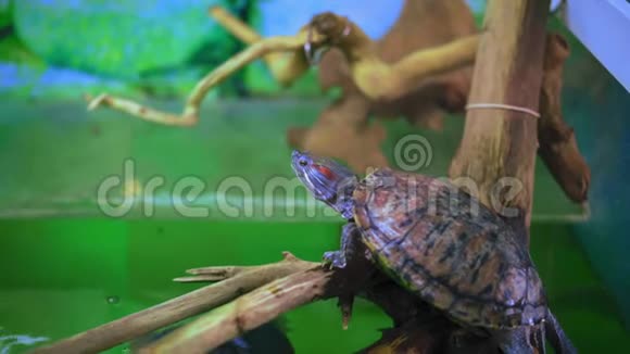海龟坐在水族馆表面的树枝上视频的预览图