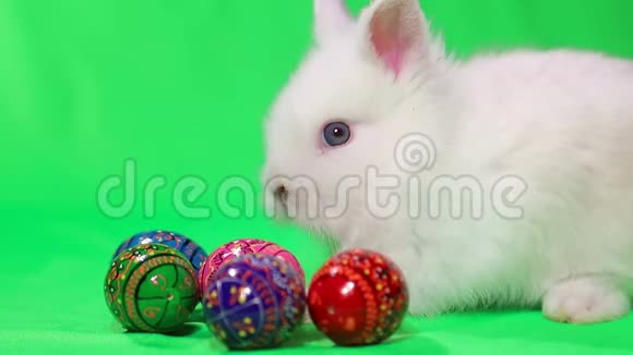 彩蛋小复活节兔视频的预览图