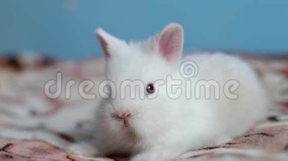有趣的白兔睡在床上的毯子上视频的预览图