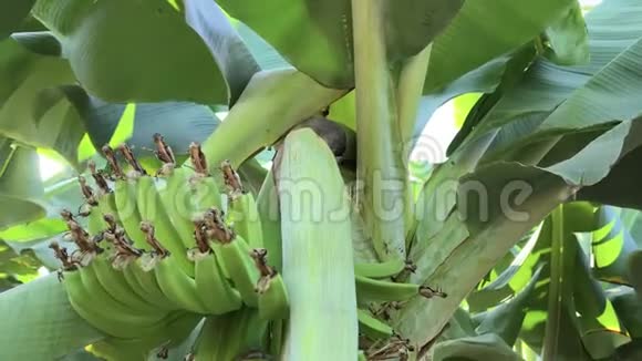 在阳光明媚的一天绿油油的香蕉种植园用明亮的光线在绿色的叶子和水果上缓慢地观看视频的预览图