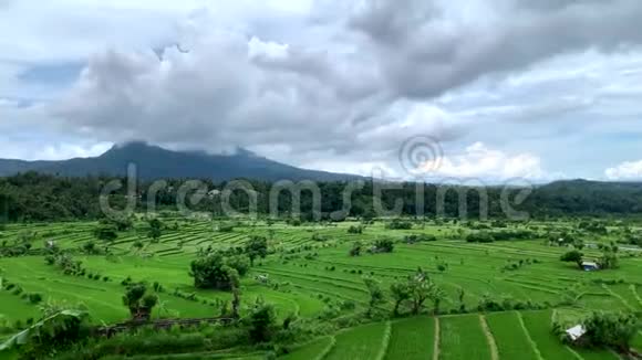 一片绿色的大稻田背景是4k背景是高山火山视频的预览图