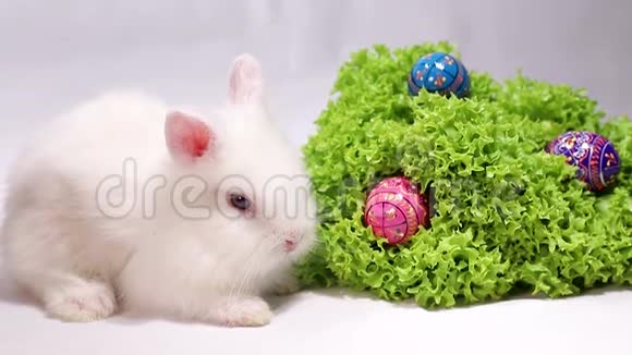 带复活节彩蛋的白色小兔子视频的预览图
