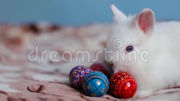 白兔躺在床上身上有五颜六色的鸡蛋视频的预览图