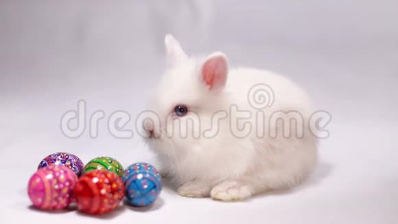 复活节白兔在白色背景与复活节彩蛋视频的预览图