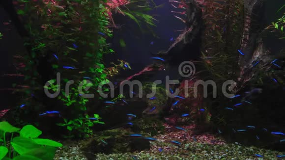 阿克塞尔罗迪鹦鹉螺在水族馆里游泳水族馆里的藻类十分突出视频的预览图