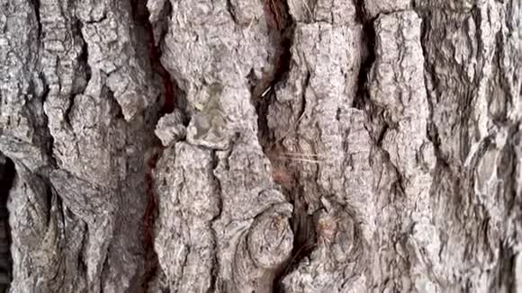 一只老针叶树的树干树皮开裂视频的预览图