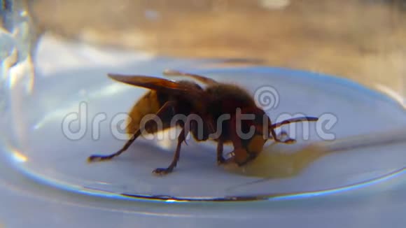 大黄蜂以罐子里的蜂蜜为食视频的预览图
