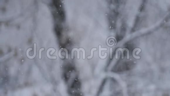 冬季降雪在自然背景下在户外缓慢运动冬天下雪的时候下雪模糊的视频的预览图