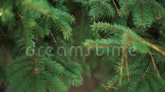 在针叶林中一株有松针的年轻云杉的枝视频的预览图
