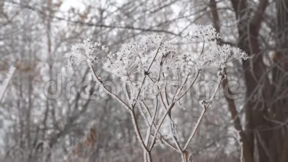 阴雾天气干植物嫩枝上的海霜视频的预览图