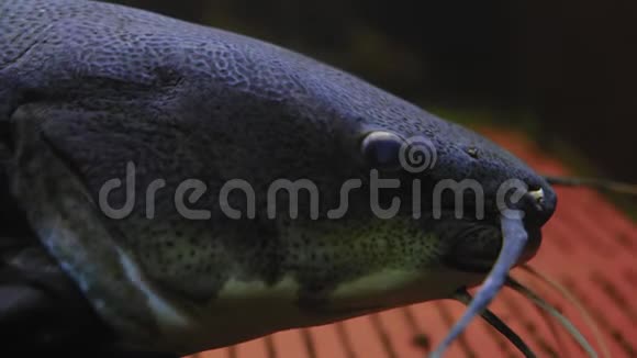 光化水族馆中的鲶鱼出射头头角头血膜翅视频的预览图
