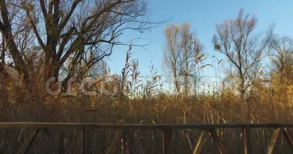 在湿地附近的栅栏和沼泽以及在风中摆动的灌木的镜头视频的预览图