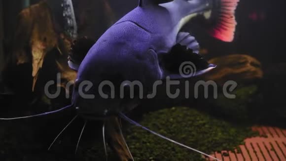 光化水族馆中的头角动物外来鲶鱼游泳视频的预览图