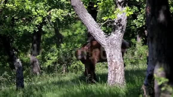 匈牙利春季森林中的红鹿视频的预览图