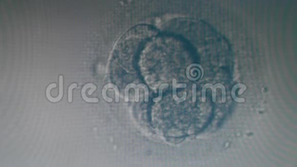 8细胞胚胎在显微镜下显示视频的预览图
