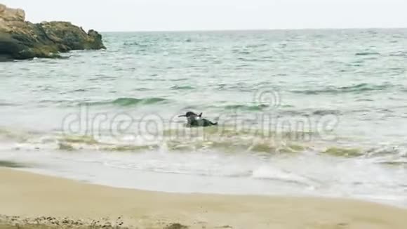 狗在海滩上玩棍子视频的预览图