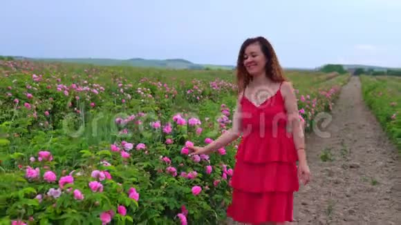 穿着红衣服的女人走在盛开的玫瑰园里视频的预览图