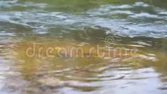 河底的岩石用河中的水流清洁水视频的预览图