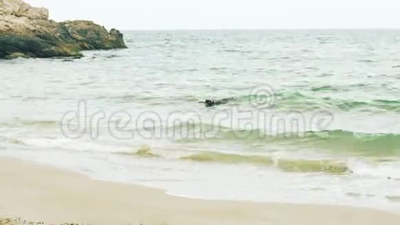 狗在海滩上玩棍子视频的预览图