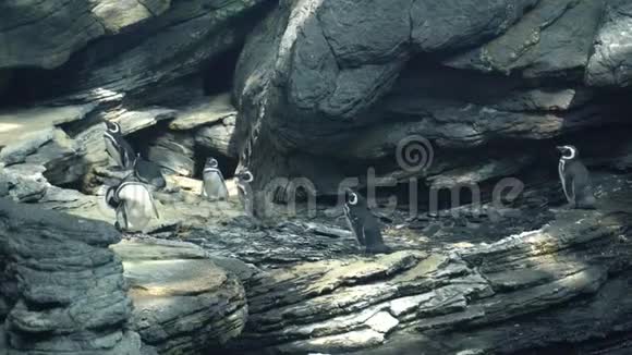 企鹅在岩石上刷羽毛视频的预览图