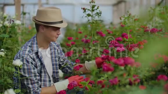 穿着围裙戴着粉红色手套的漂亮男花店站着在温室里和鲜花一起快乐地工作视频的预览图