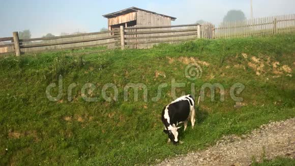 奶牛在路边吃草视频的预览图