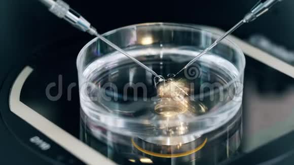 研究过程中显微镜工具的针体外受精体外受精过程视频的预览图