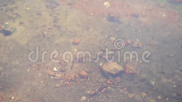 河底的岩石用河中的水流清洁水视频的预览图