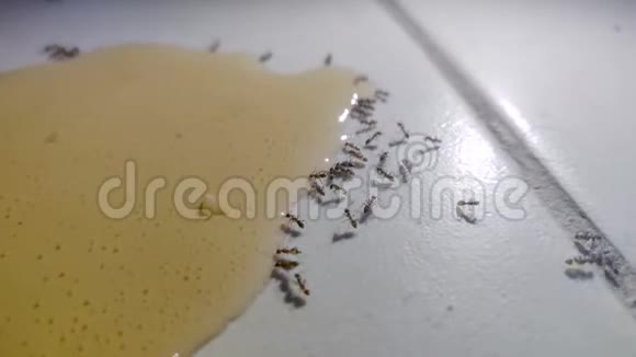 蚂蚁喝着洒在厨房瓷砖地板上的柠檬水视频的预览图