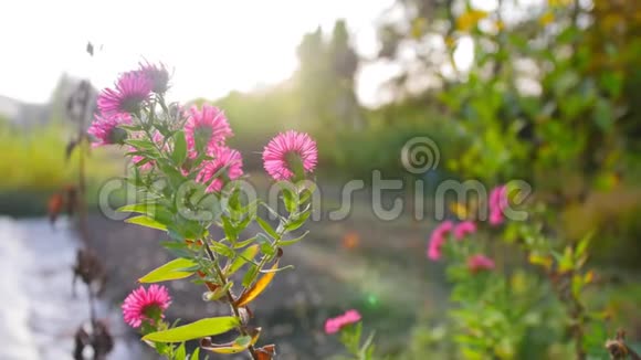 早上在植物园里开出美丽的紫色花朵近距离射击视频的预览图