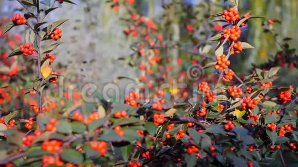秋天的野生浆果山茱萸是一种灌木其果实用于食品和医疗行业有视频的预览图