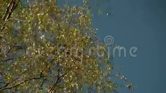 克罗恩桦树视频的预览图
