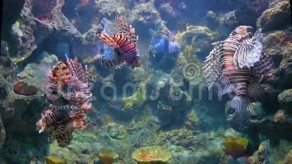 海里的珊瑚里游泳视频的预览图