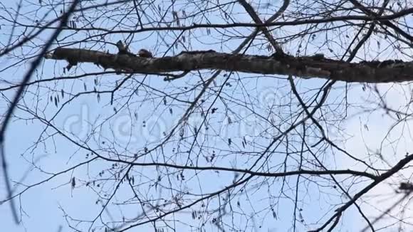 树枝上的啄木鸟视频的预览图