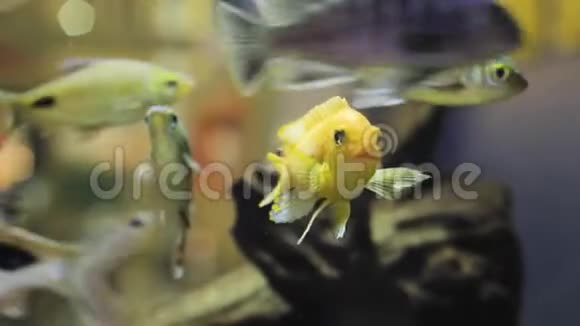 黄鱼在水族馆的珊瑚礁运动中的人群视频的预览图