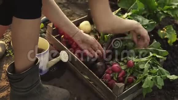 农民折叠收获的甜菜根西红柿萝卜在生态农场的木箱在日落光视频的预览图