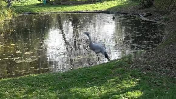 在公园里阳光明媚的一天一只苍鹭在湖岸散步视频的预览图