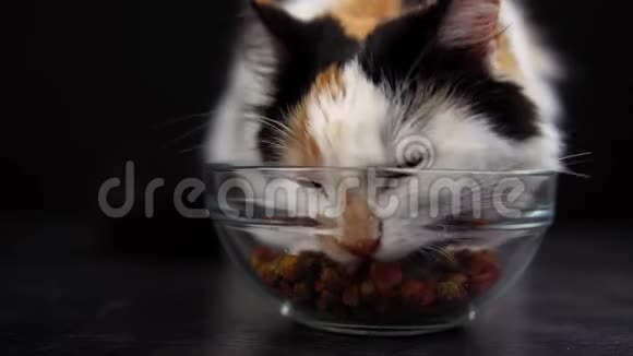 猫从玻璃碗里吃干粮视频的预览图