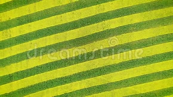 黄绿带在田园空中盘旋催眠视频的预览图